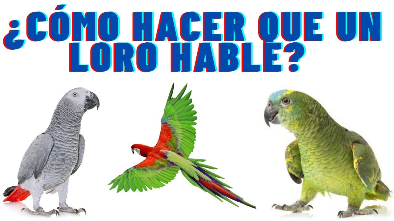 🐦👉 ¿Cómo hacer que un loro hable? en tan solo  - 7 pasos