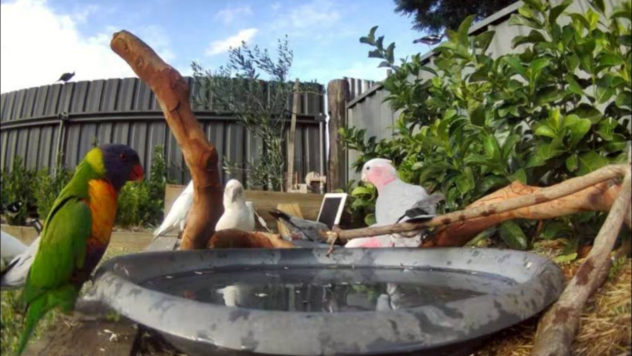 Australian Bird Bath Cam | 15/2/26 | magpie lark | galah | drinking | bath time | cat tv | lorikeets