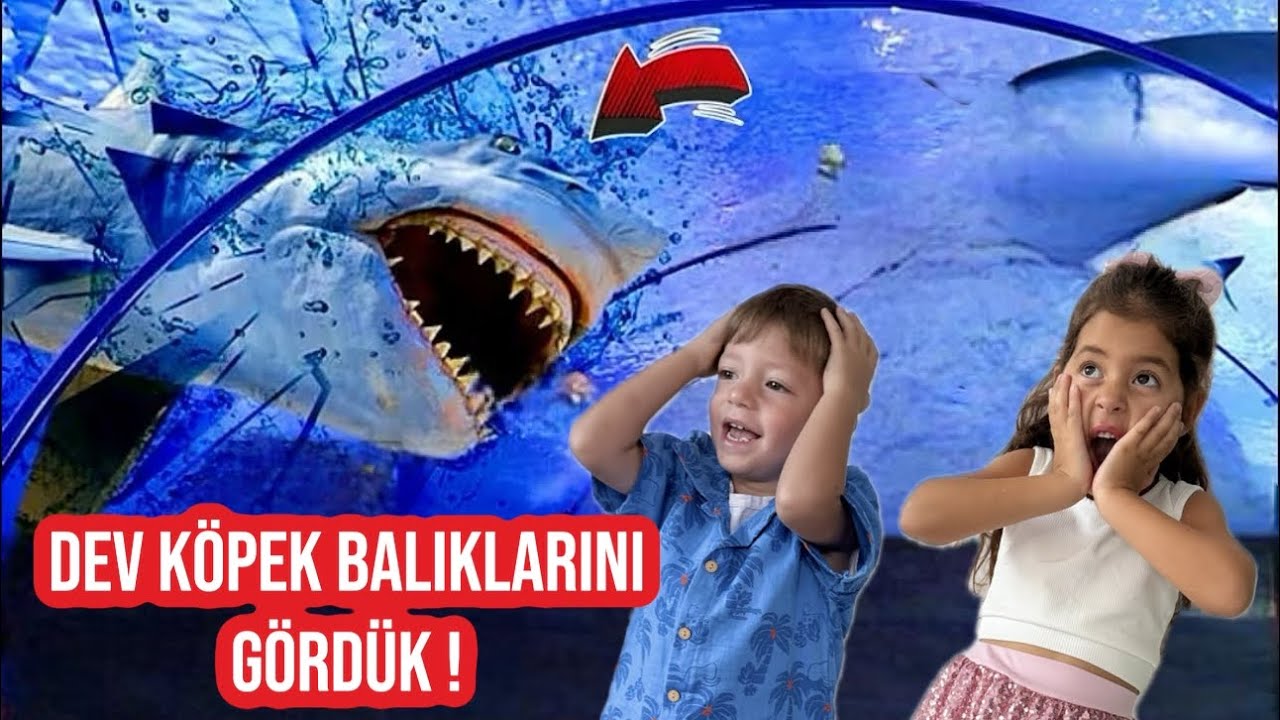 DEV AKVARYUM TÜNELİNE GİRDİK !? KÖPEK BALIKLARI!! Eğlenceli Vlog Video