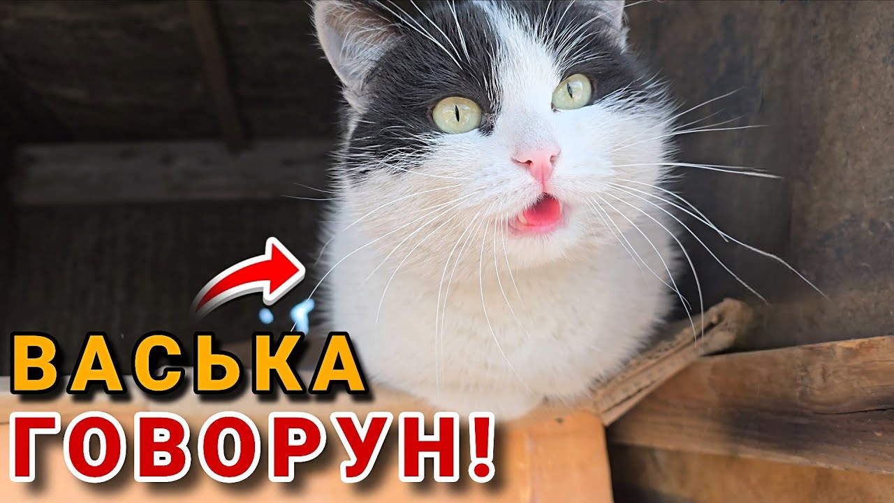 РАЗГОВАРИВАЮЩИЙ КОТИК ВАСЬКА! 🐈
