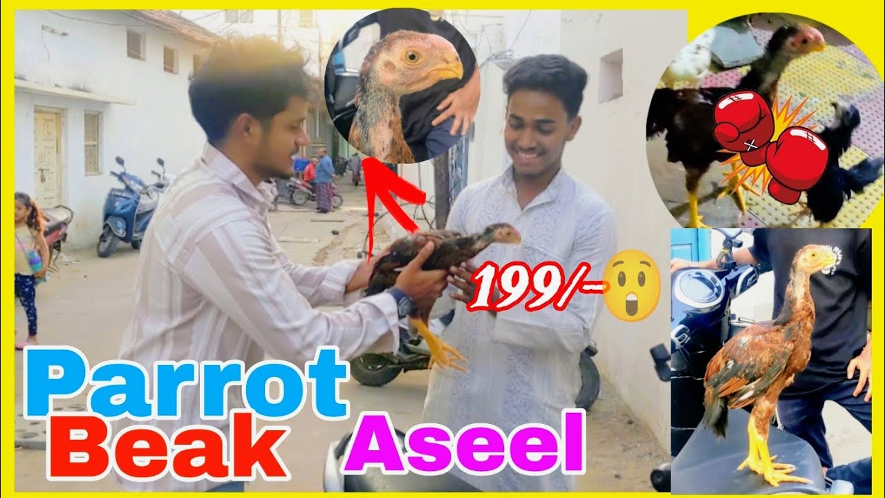 Parrot Beak aseel chick kharida top quality ( Aseel Chicks) 😘