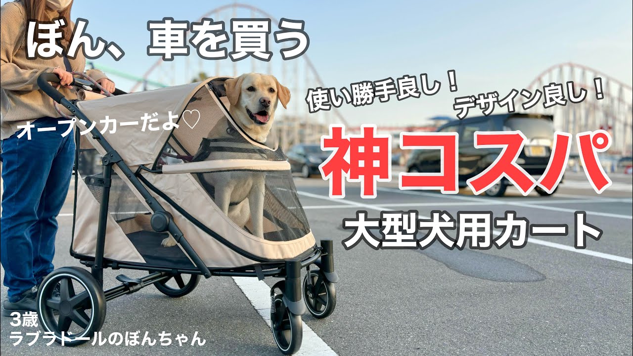 【ラブラドール#137】ぼん、車を買う！神コスパの大型犬用ペットカート 開封 &試乗動画★labrador retriever 大型犬  ラブラドールレトリバー　ぼんちゃん　タンスのゲン