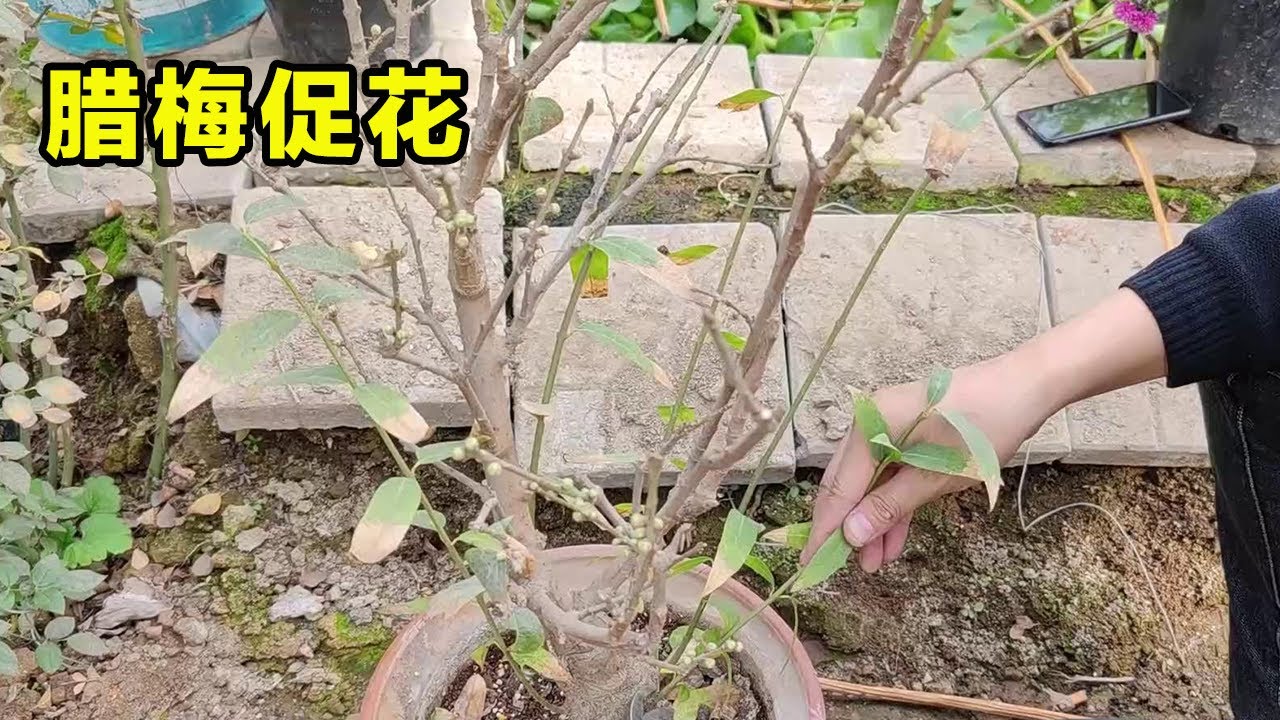 臘梅學會促花“訣竅”，掌握修剪方法，讓它過年就開花，滿屋飄香【養花匠小齊】