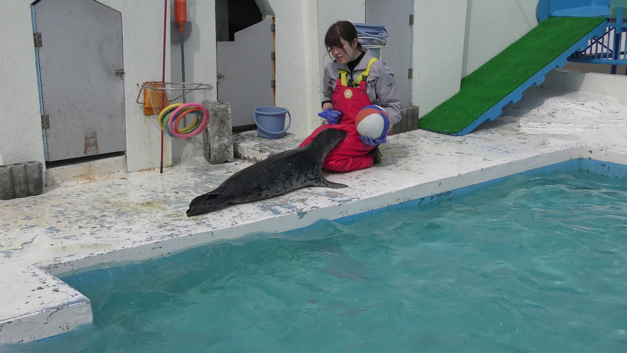 アザラシショー (わっかりうむ ノシャップ寒流水族館) 2019年6月23日
