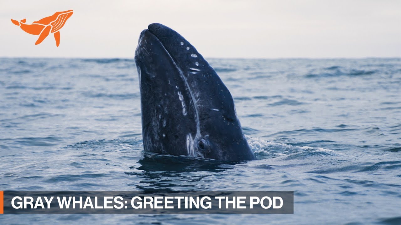 Gray Whales: Greeting the Pod | SonyAlpha The Voyage | SeaLegacy