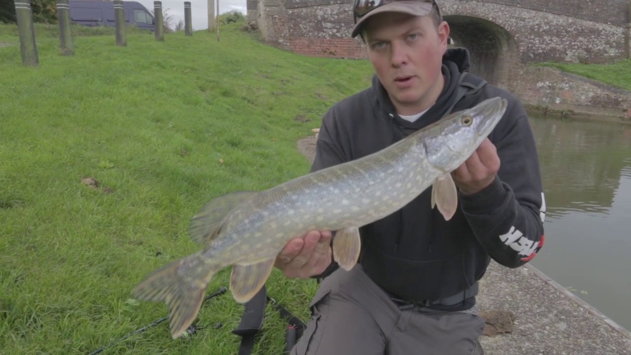How to Fish the Ned Rig In UK Waters.