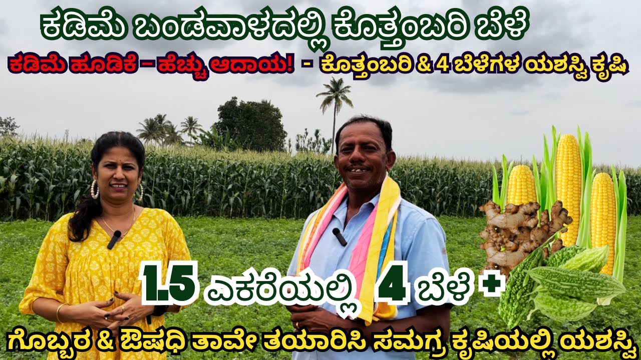 ಕಡಿಮೆ ಬಂಡವಾಳದಲ್ಲಿ ಕೊತ್ತಂಬರಿ ಬೆಳೆ-ಹೆಚ್ಚು ಆದಾಯ I1.5 ಏಕರೆಯಲ್ಲಿ 4 ಬೆಳೆ ಸಮಗ್ರ ಕೃಷಿ I KOLAR 