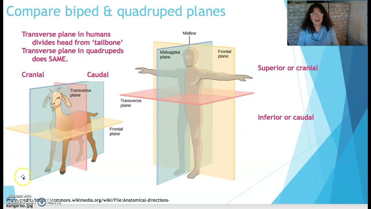 D   Quadruped anatomical planes