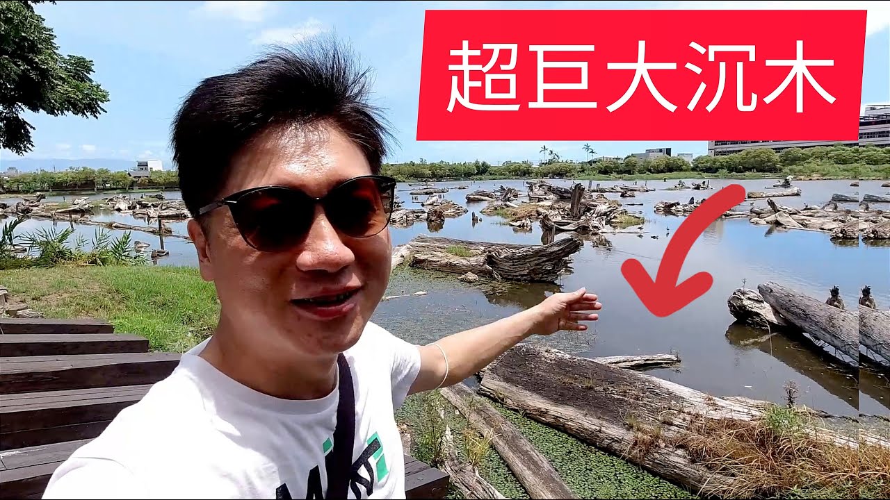 超巨大沉木  宜蘭羅東林場生態池 水生植物 水草
