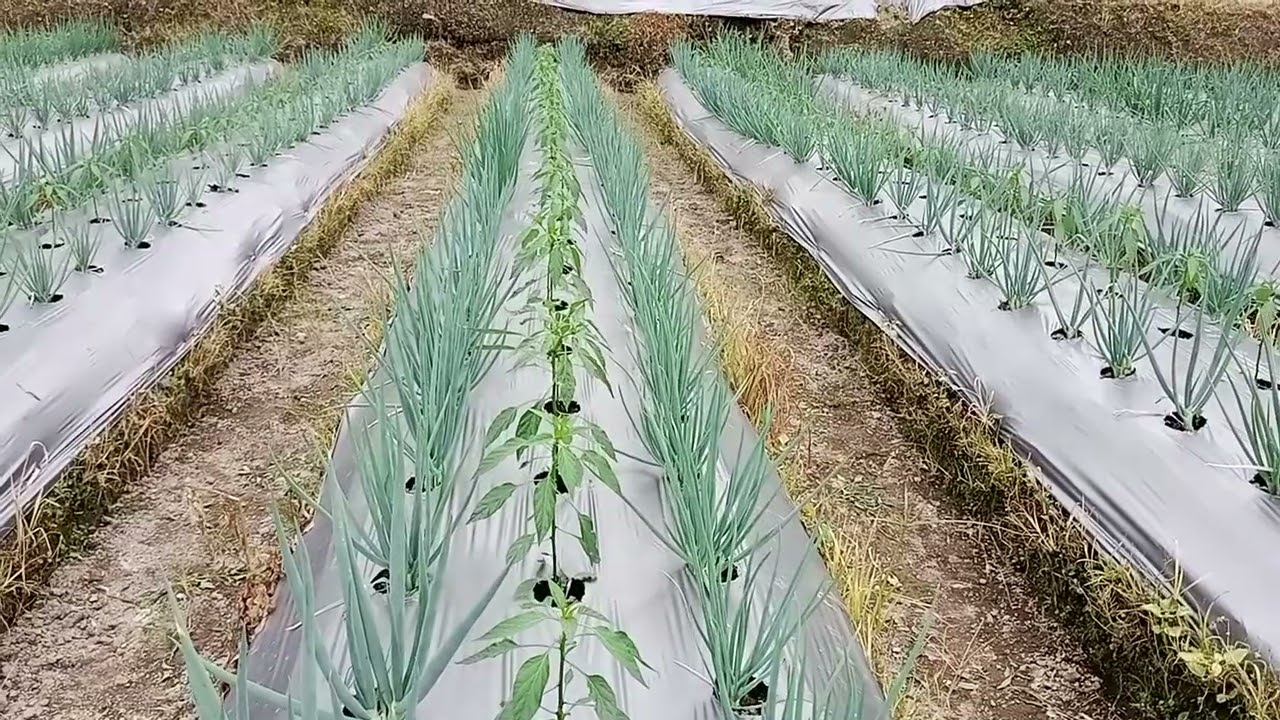 Tips and trik bertanam sistem tumpang sari Cabe dan bawang daun. 
