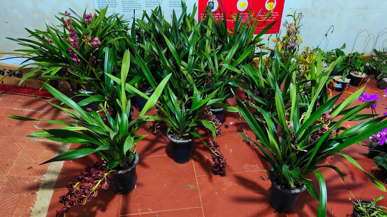Lan rừng ngày 16/3_các loại lan 40k-50k...0392598516