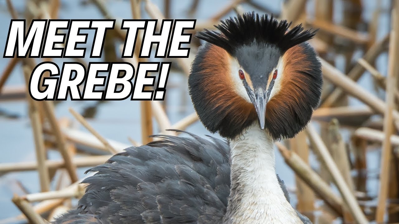 Grebes: The Most Unique Birds? Amazing Grebe Facts! 🤔🦆