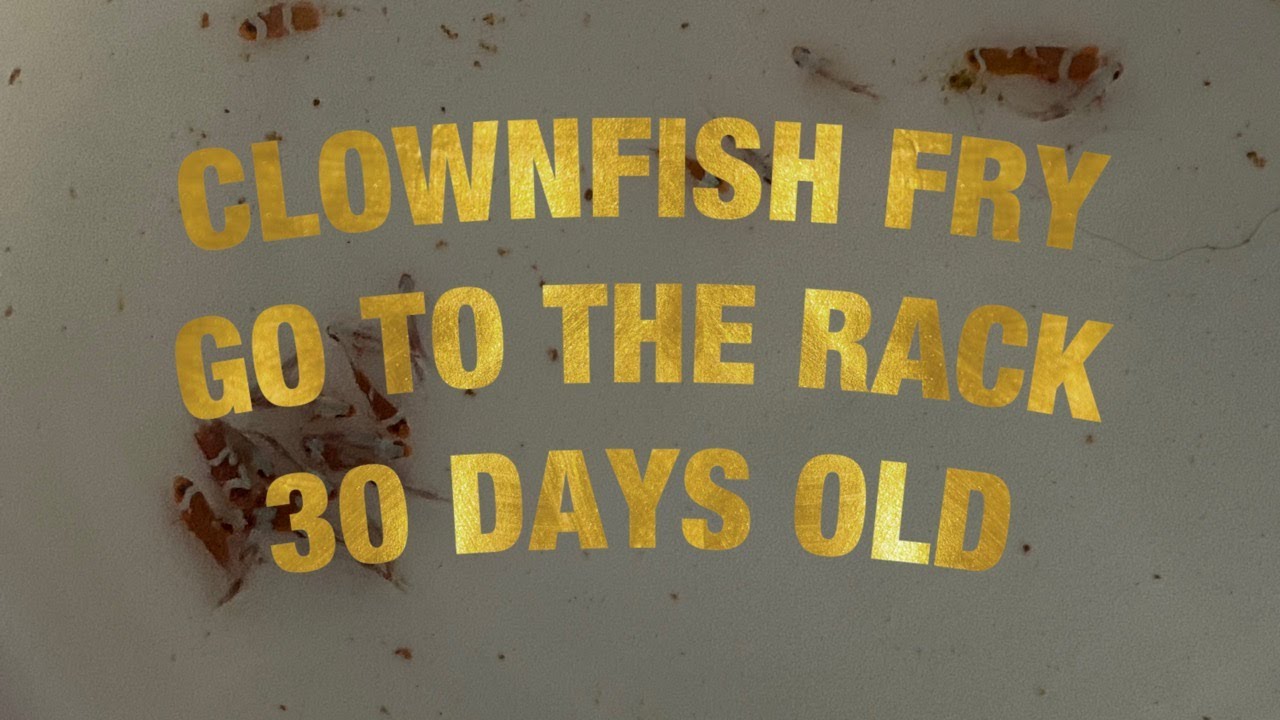 Clownfish Fry go to the rack at 30 days old