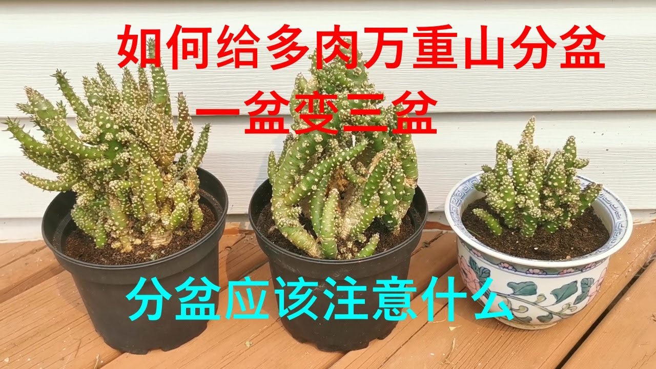 如何给多肉万重山分盆，如何重新种植，一盆变三盆，注意事项有哪些