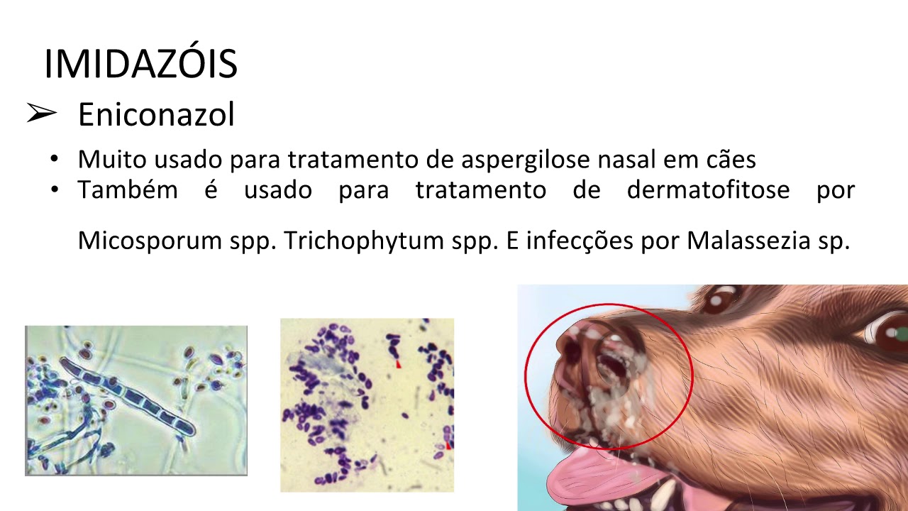 medicamentos antifungicos farmacologia veterinaria