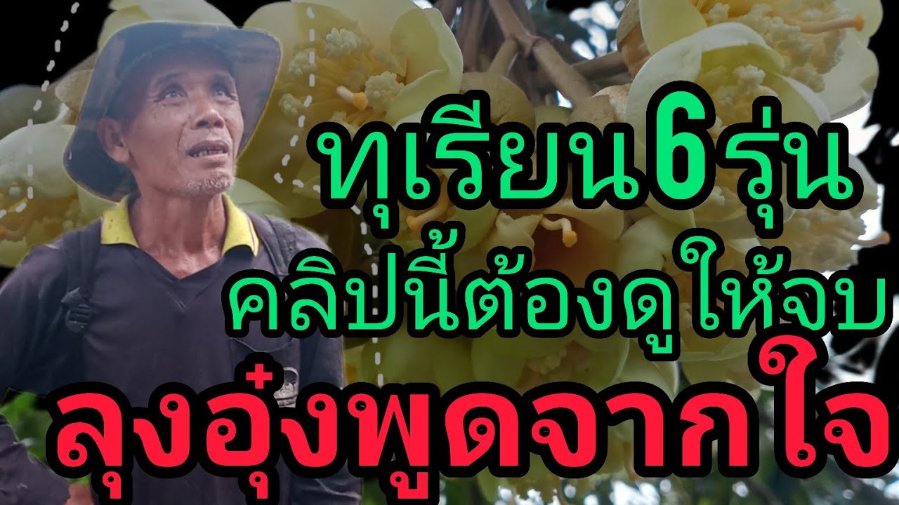 8 เมษายน ค.ศ. 2025#ปีนี้ทุเรียน6รุ่น #ทุเรียนบนเขา