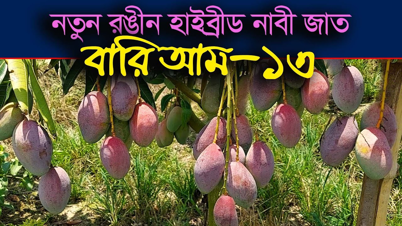 নতুন রঙীন হাইব্রীড নাবী জাত বারি আম-১৩।। BARI Aam 13 new hybrid colored mango variety