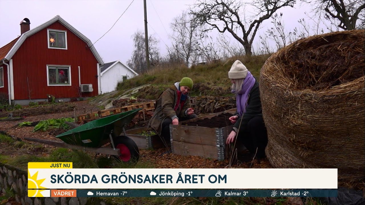 Sara Bäckmo skördar året om: ”Måste så något varje dag” - Nyhetsmorgon (TV4)