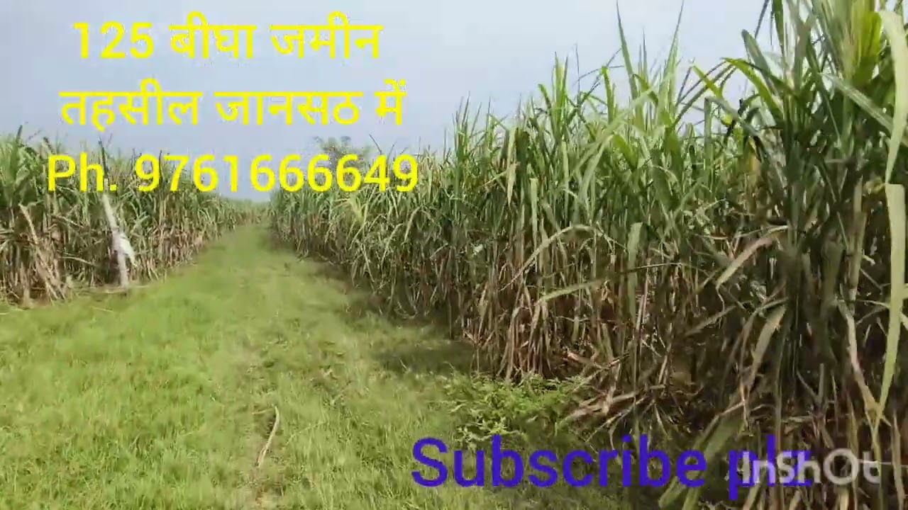 125 बीघा जमीन जिनकी डिमांड मात्र 3 लाख 50 हजार रुपए बीघा है।।