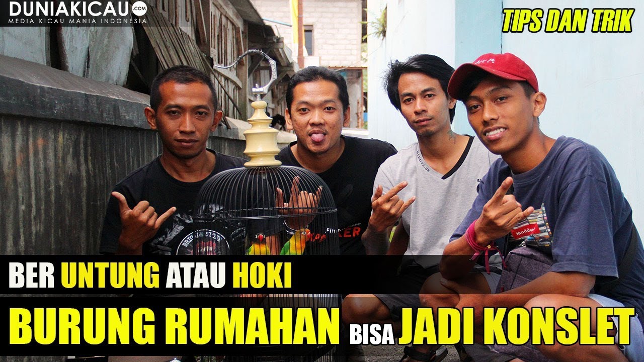 #TIPSdanTRIK : LOVEBIRD RUMAHAN jadi KONSLET, KOK BISA ???????