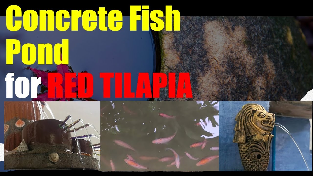 How to make a Concrete Fish Pond, Red Tilapia Fish Pond- By Doc Rolly
