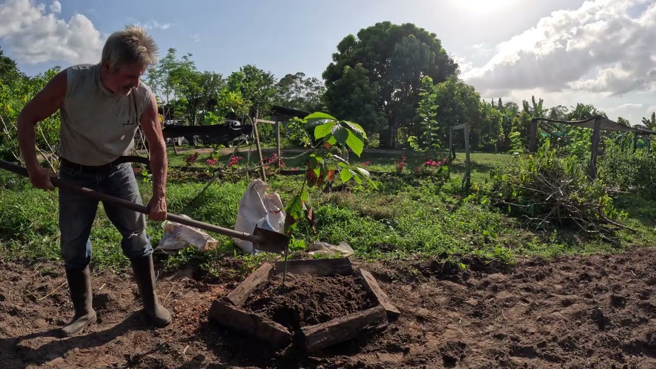 Avocado Soil amendments for HEAVY CLAY in HOT climates; Planting another DEICIOUS variety!