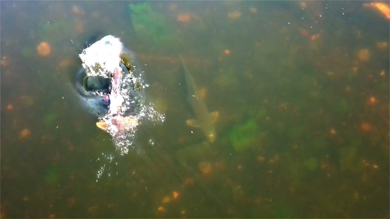 River Clyde Barbel