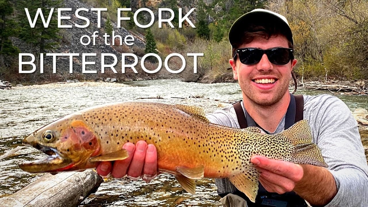 Fly Fishing on the BEAUTIFUL West Fork of the Bitterroot River! (HUGE Cutthroat Trout)