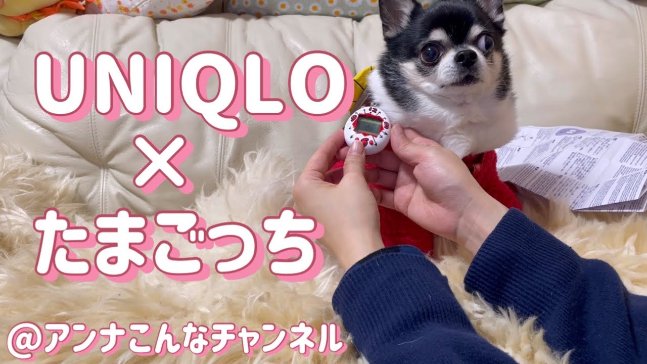 【チワワ】🥚本日発売‼️UNIQLO×たまごっち開封で迷惑する犬🐶