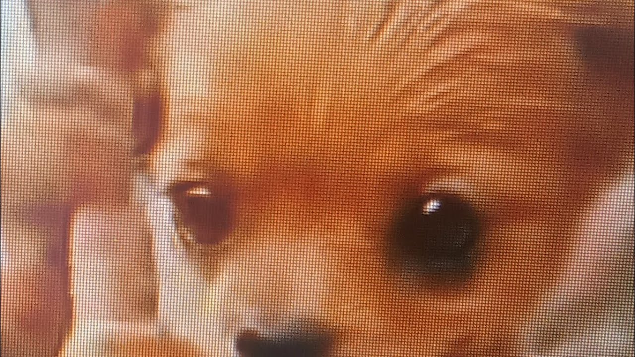 Puppy working 🐶 10
