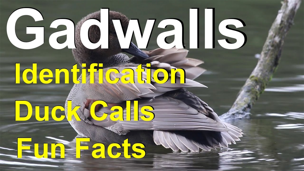 Gadwall: Identification Tips, Duck Calls, and Preening Facts (2019)