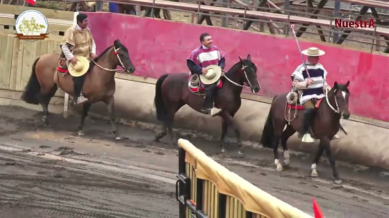 Desde la Medialuna de Villa Prat - Campeonato de Rodeo Cuenca del Mataquito 2025 -2026 - serie Tarde