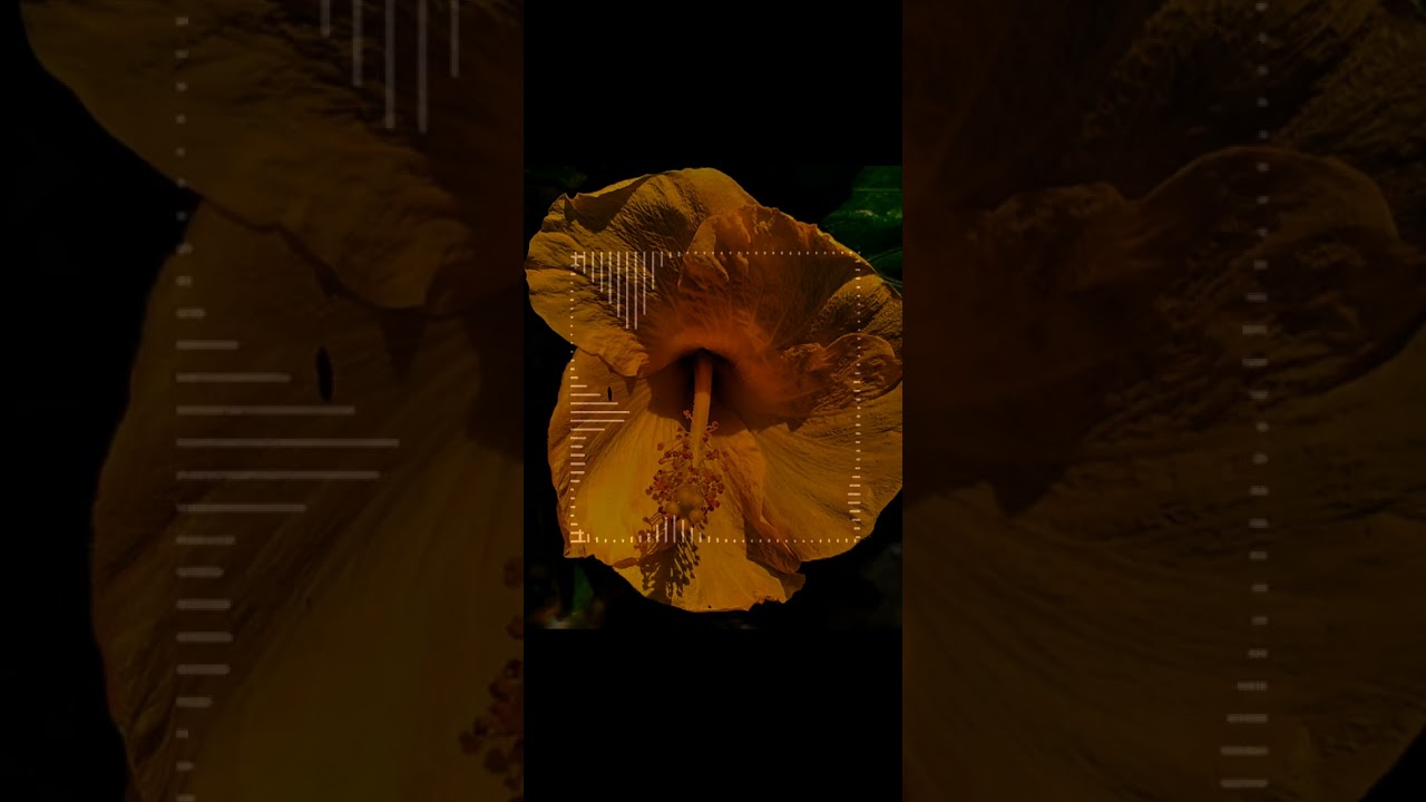 Min Digo Melê -  ( Slowed and Reverb )Enjoy the music on the Music AMG channel 🎼🎵 #MusicAMG 
