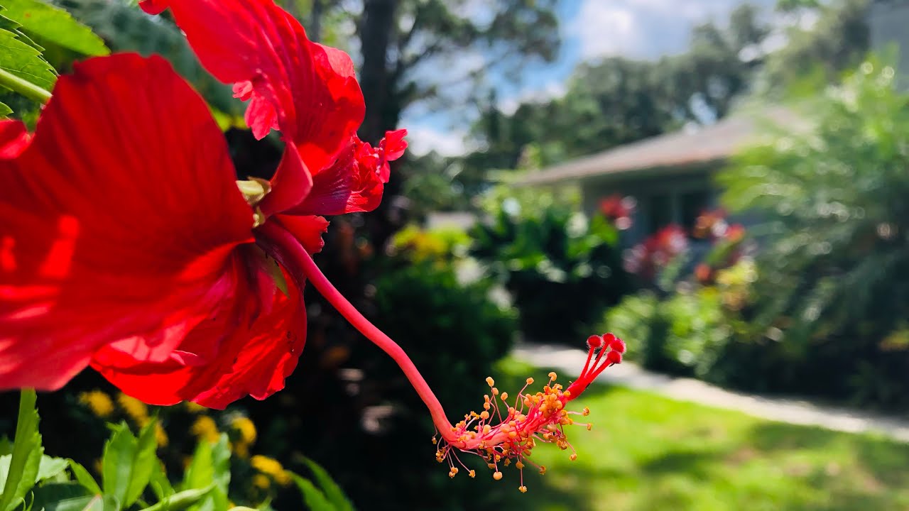 Summer Tropical Backyard Garden Tour | Summer Plant Tour