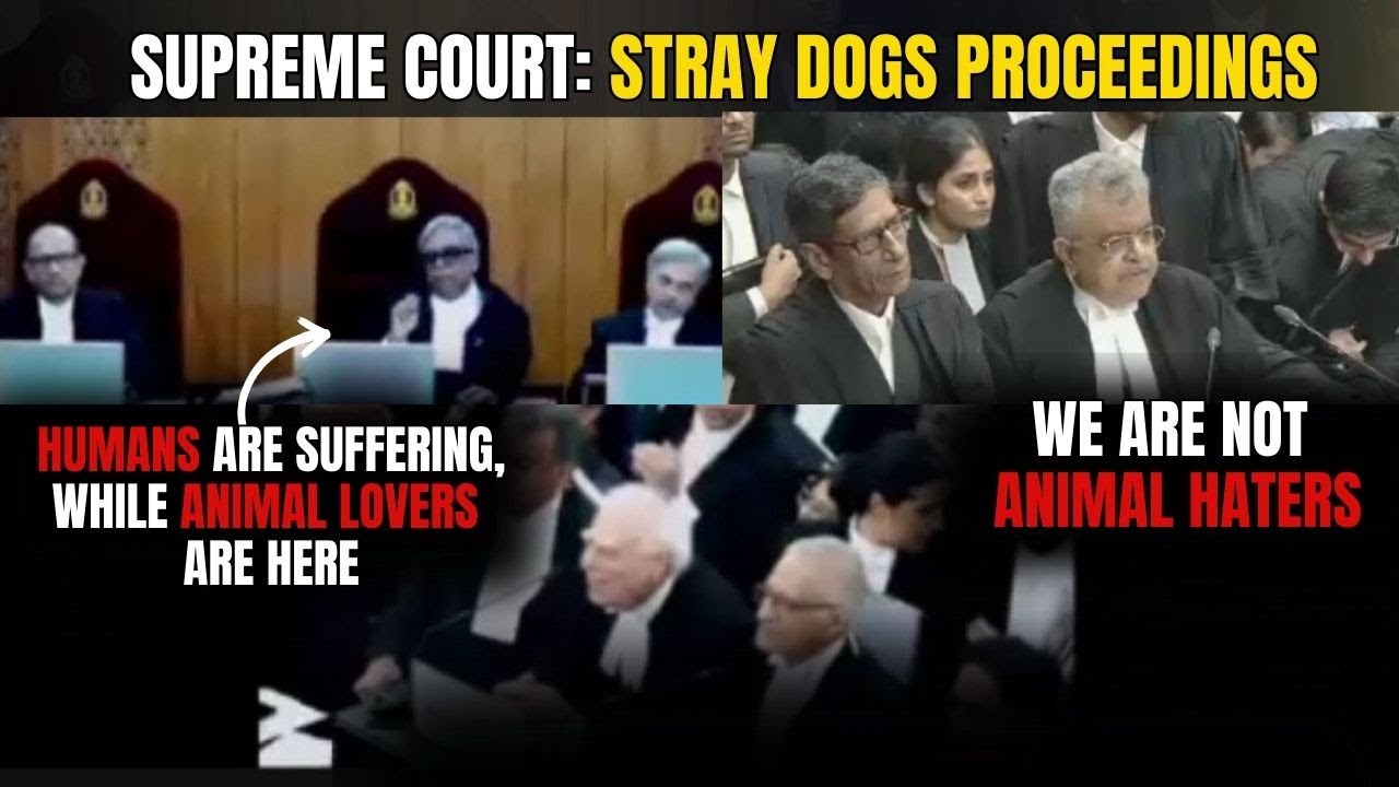 Dogs do not have to be killed , they have to be seperated from humans: Full Court Proceedings