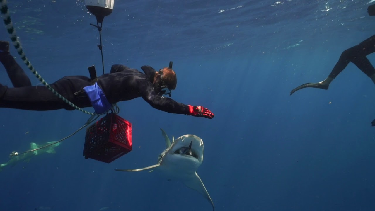 SHARK ADDICTS VISITED BY BEAUTIFUL LEMON SHARKS