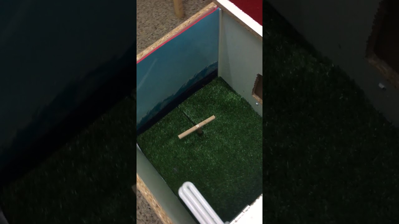 Cajon fotografico para aves