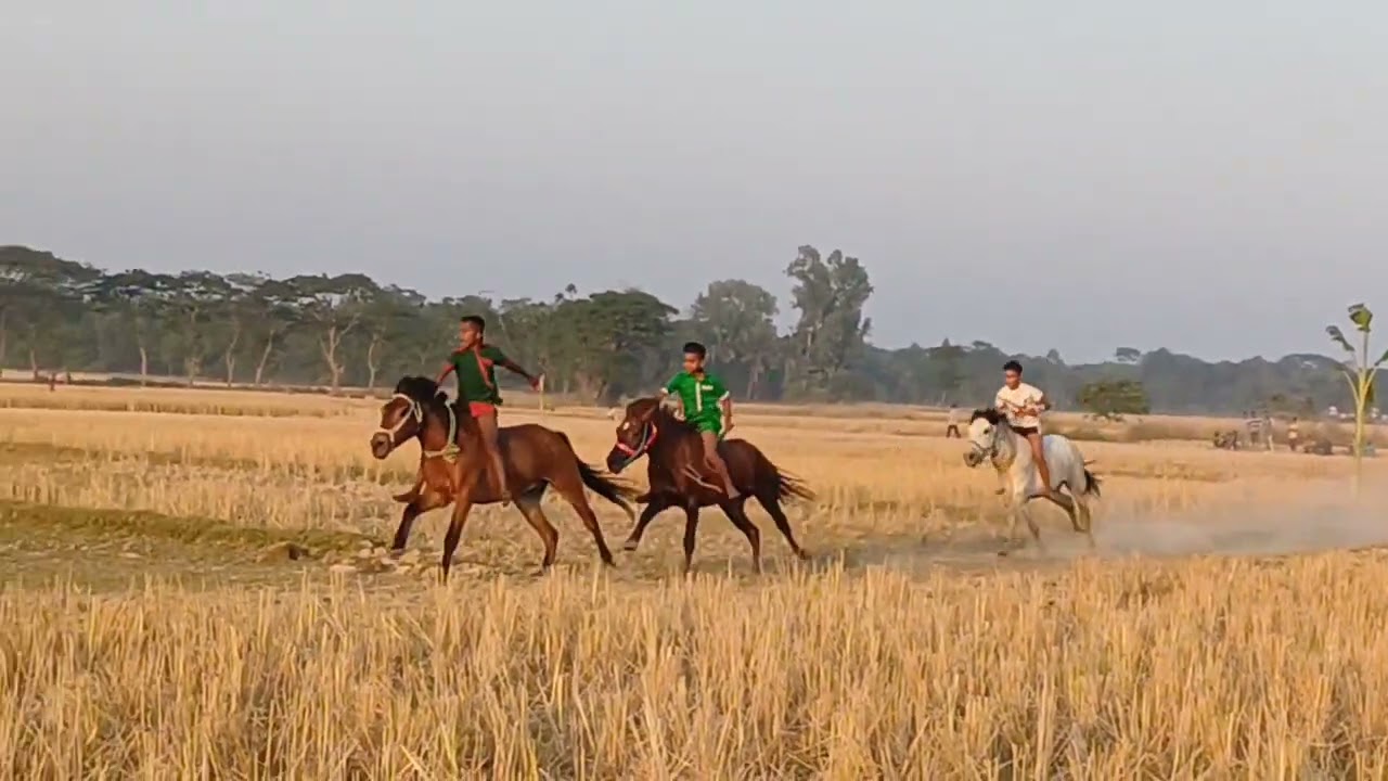 ঐতিহ্যবাহী ঘোড়ার দৌড় | Horse racing | 2024 |