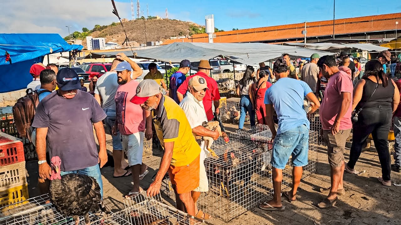 FEIRA DE GALINHAS E AVES DE CARUARU PE, ÚLTIMA FEIRA DO ANO, (27/12/25) #nordeste