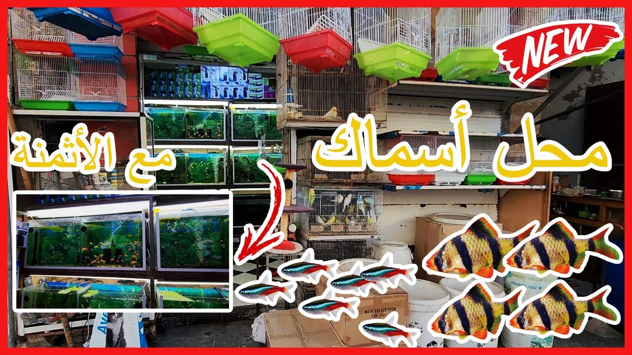 🔥زيارة عند الصديق أيوب لمحل اسماك الزينة  أثمنة جد مناسبة الجوبي-التيترا-الباربي🐠و جميع المستلزمات 🤩