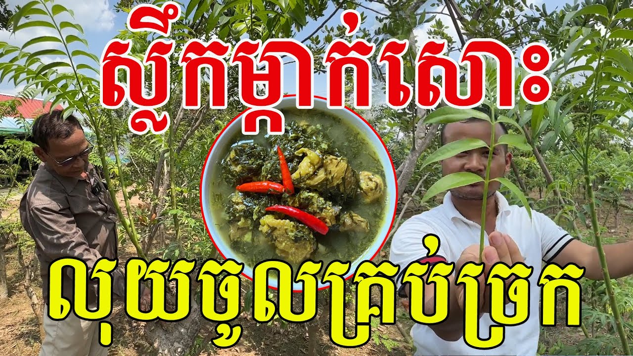 គ្រាន់តែស្លឹកម្កាក់សោះ លុយចូលគ្រប់ច្រក ងាយៗមិនសូវពិបាកថែ