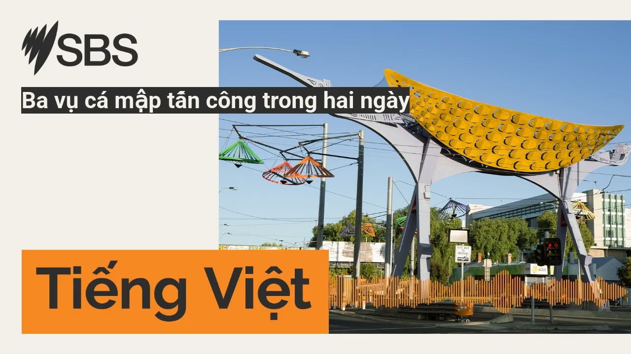 Ba vụ cá mập tấn công trong hai ngày | SBS Vietnamese - SBS Việt ngữ