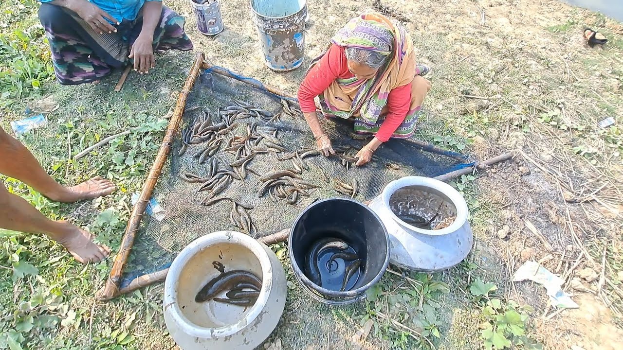 টাকি মাছ ও শোলের মাছ কতগুলো ভাগ পেলাম দেখুন।।। Village Fishing Vedio in Bangladesh.. 