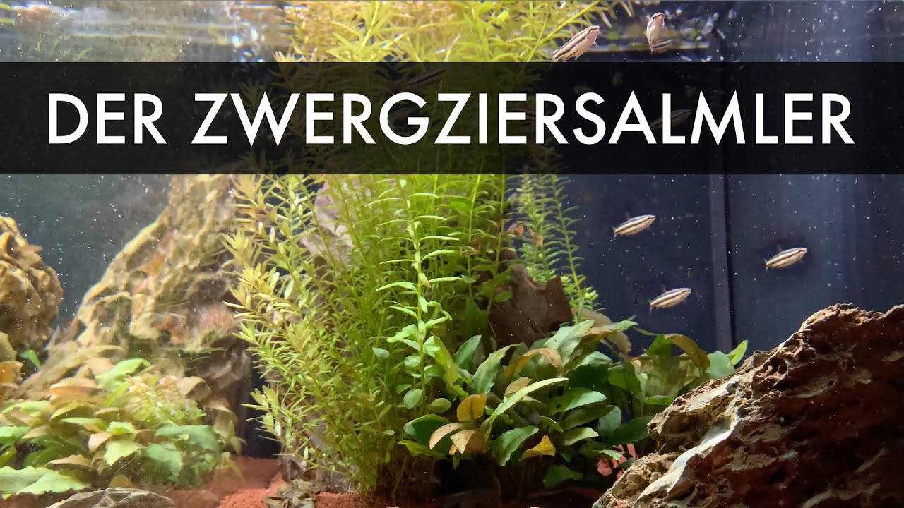 Der Zwergziersalmler | Nannostomus marginatus