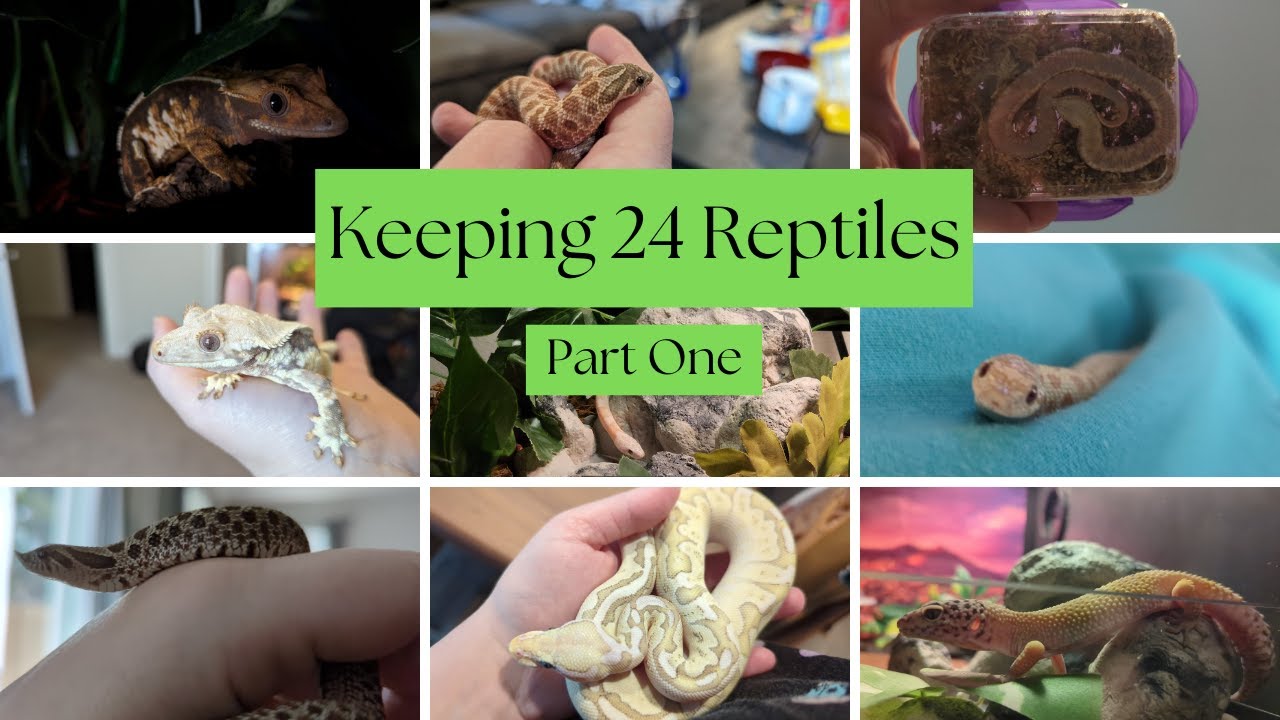 Keeping 24 Reptiles (Part One)