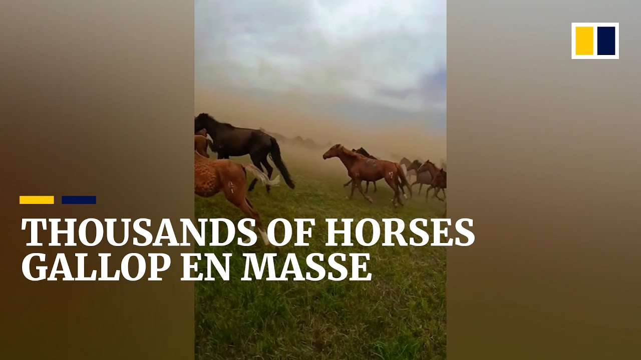 Thousands of horses gallop majestically as a herd for tourism festival in China