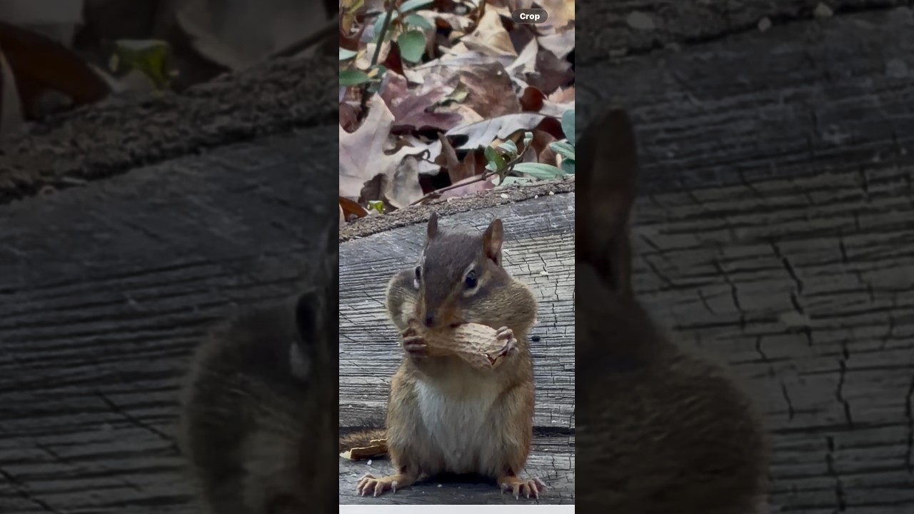You’re Early… Something Might Happen 👀 | LIVE Squirrel Cam