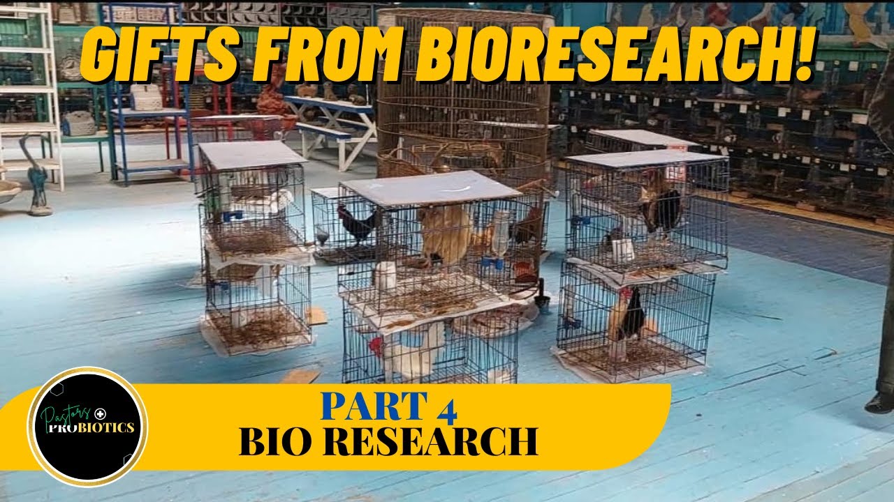 1k pesos lang na ibon nag champion pa at may regalo ang Bio Research sa amin!