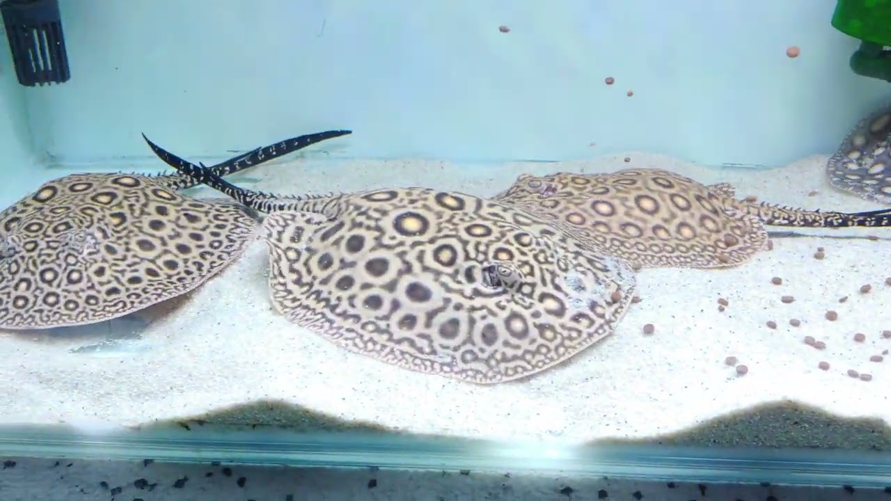 Pup Update Marble Motoro x Pearl Stingrays + New BD Hybrid