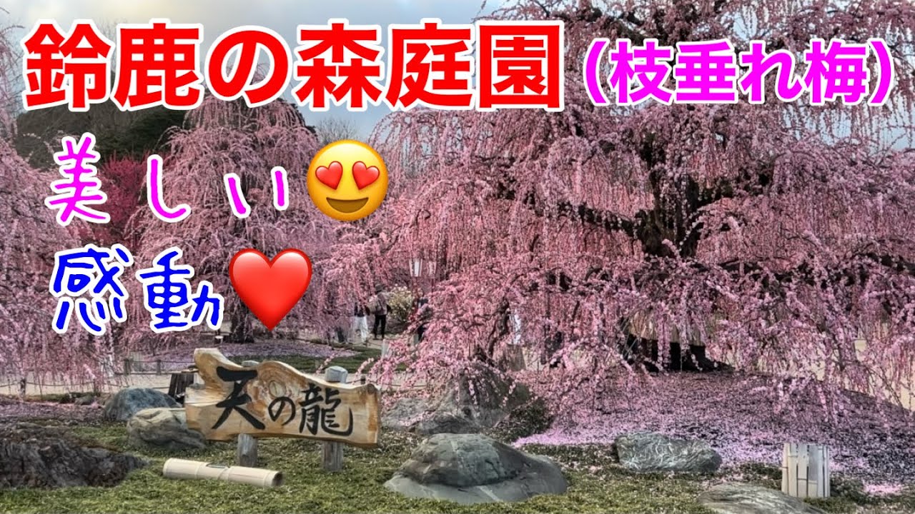 鈴鹿の森庭園（しだれ梅）美しい😍 2026年3月4日（水）